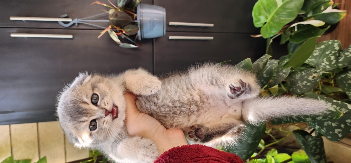 Scottish fold couleur rare