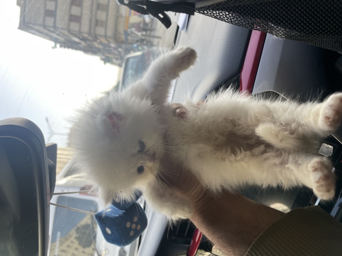 Chatons persan chinchilla