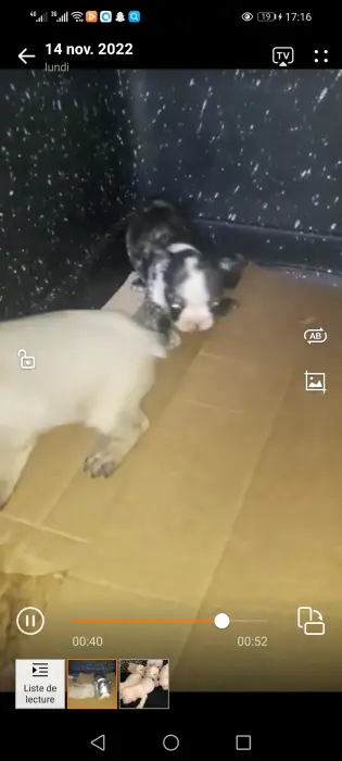 Bulldog francais au yeux Bleu