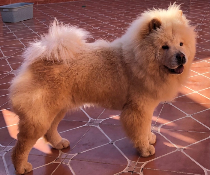 Chowchow pure race