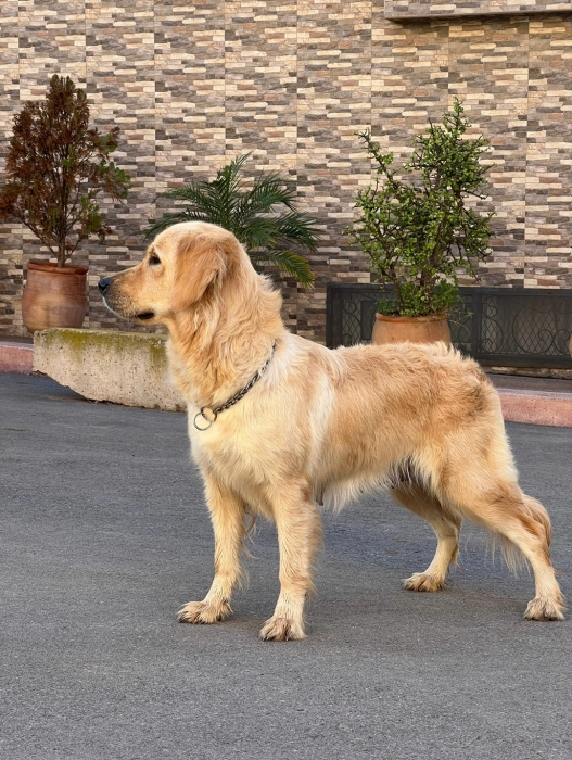 Golden retriever