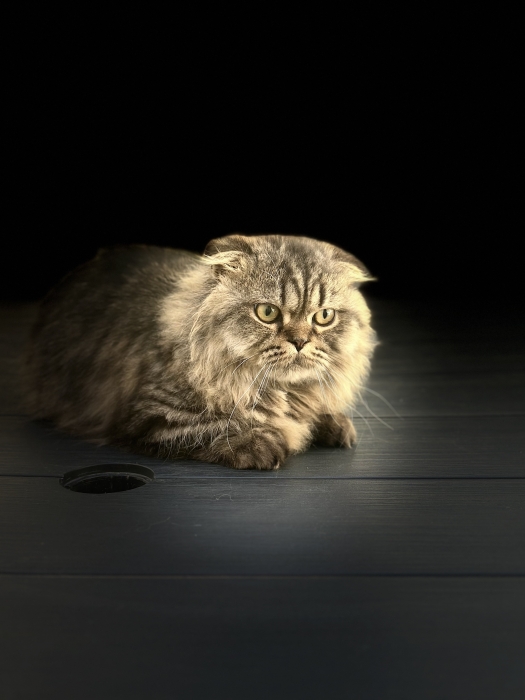 Deux mâles Munchkin pattes courtes