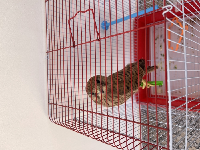 Faucon crécerelle avec cage.