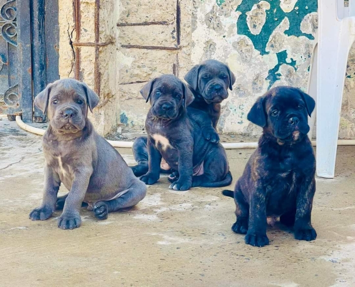 Disp chiot cane corso