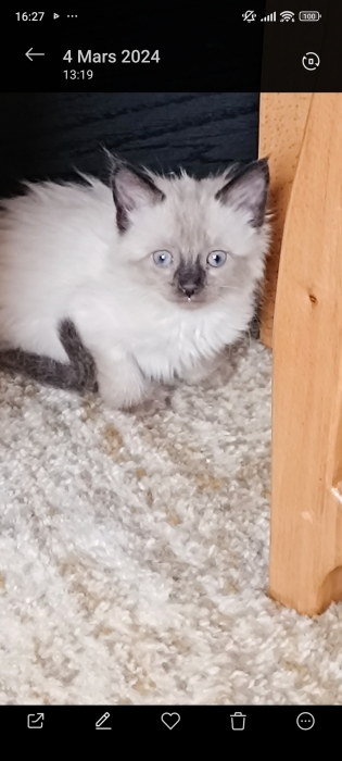 Ragdoll siamois + accessoires chat