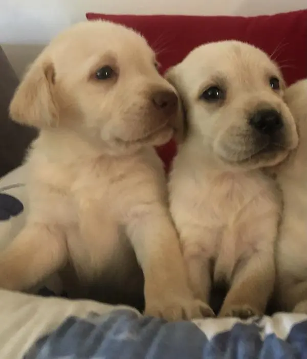 Chiots Labrador yeux vert