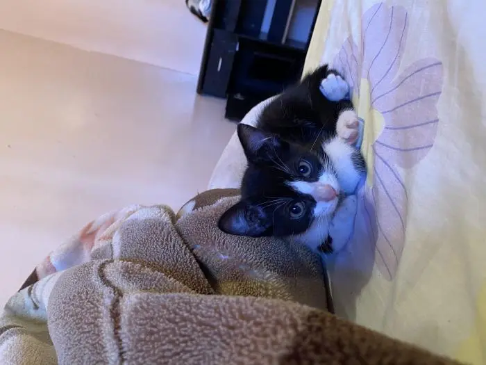 Une chat pour L’adoption gratuitement