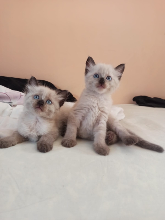 🔹 Chaton Siamois Pure Race - Un Véritable Trésor! 🔹