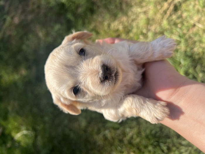 Des bichons havanais