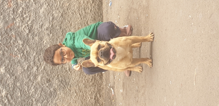 Disponibile mal bulldog francais portur exotic