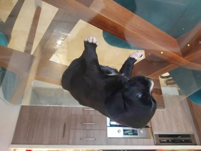 Vends croisé labrador/beauceron