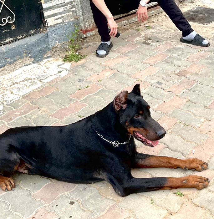 Chien doberman à vendre