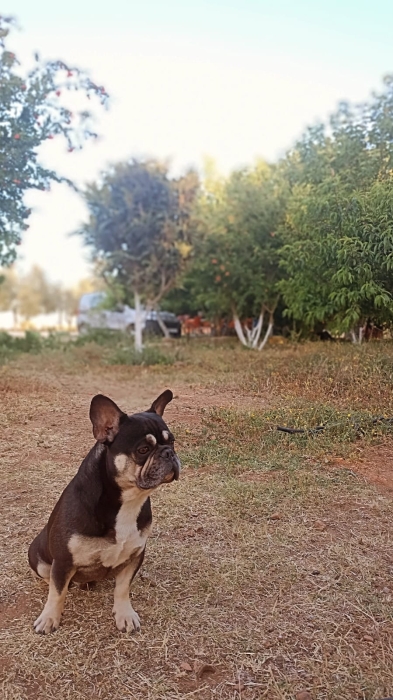 Bulldog français Black Tan