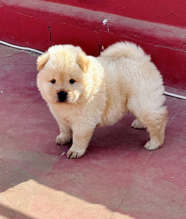 Femelle chow chow