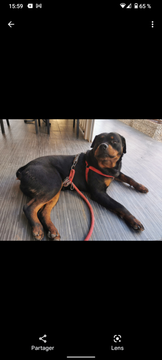 Chien rottweiler a vendre
