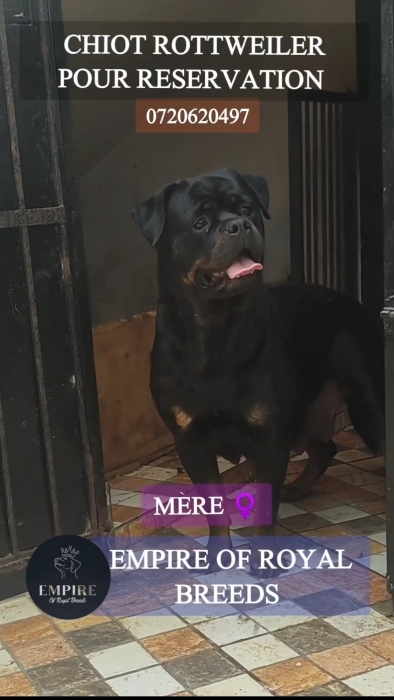 Chiots rottweiler à vendre