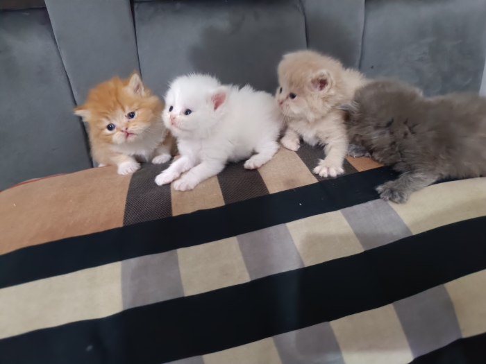4 chaton persan pur race