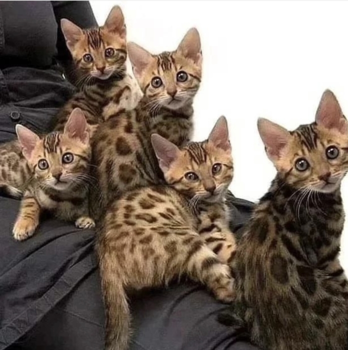 Bengal