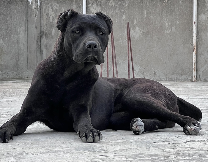 Des femelles cane corso pedigree