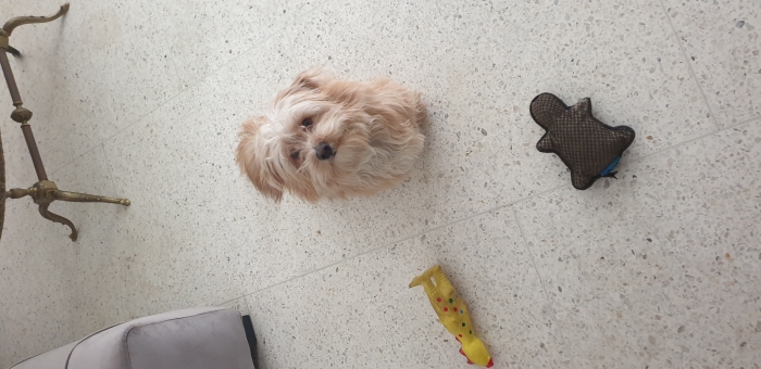 Bichon havanais mâle