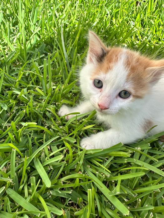 Chatons à donner – Adoption gratuite ! 🐱