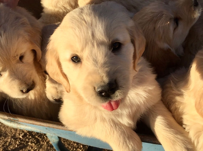 Golden retriever 🔥
