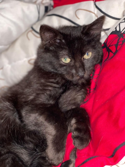 Chaton pour adoption