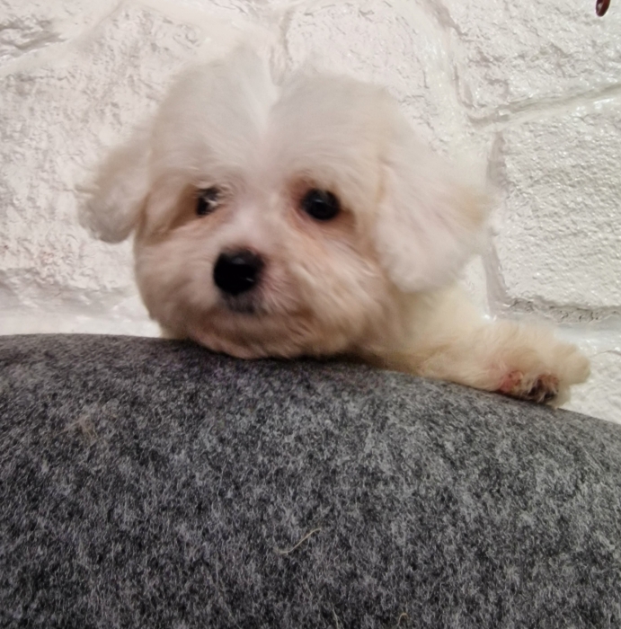 Chiot bichon maltais