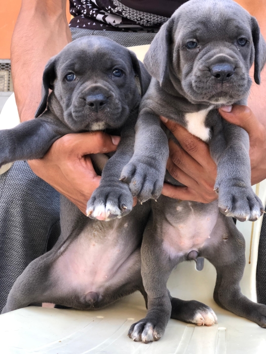 Chiots cane corso bleu avec yeux bleu