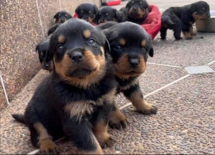 Rottweiller