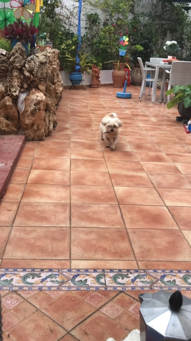 Cherche famille pour adoption