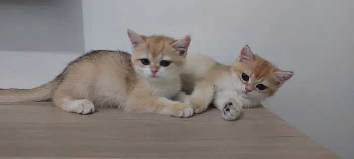 Chatons pure race Golden British