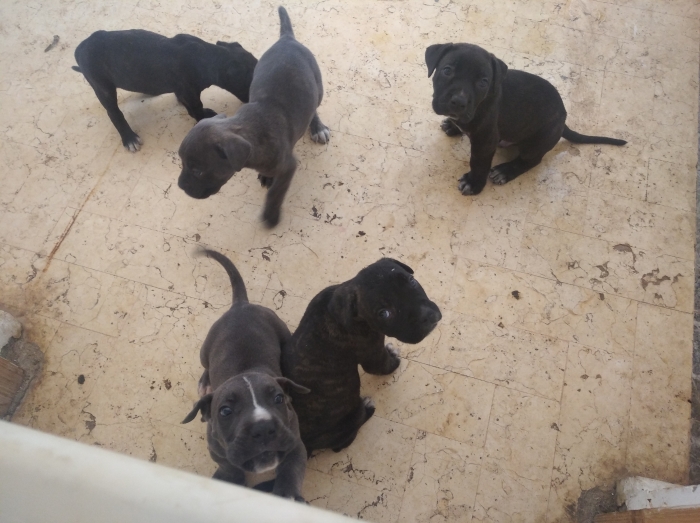 Cane corso