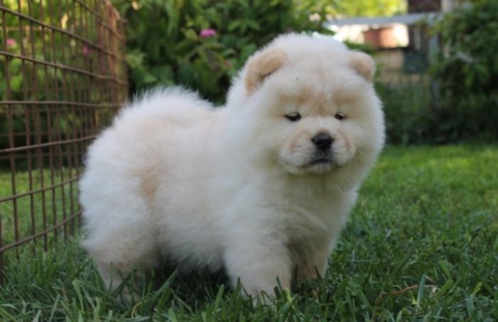 Chow chow chiot age 55 jeur vaccine