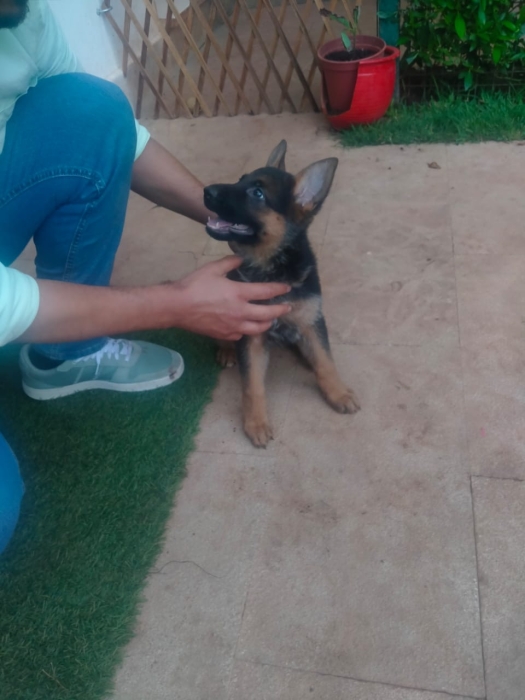 Vente chiot femelle berger allemand pedigrée