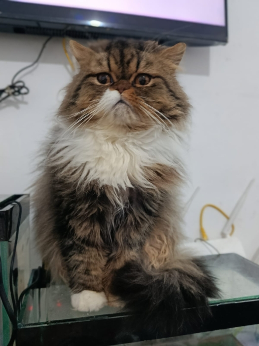 Male persan race pur 9 mois