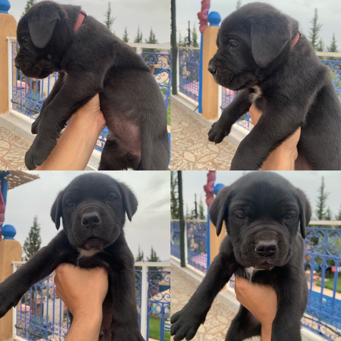 Chiots cane corso 45jours
