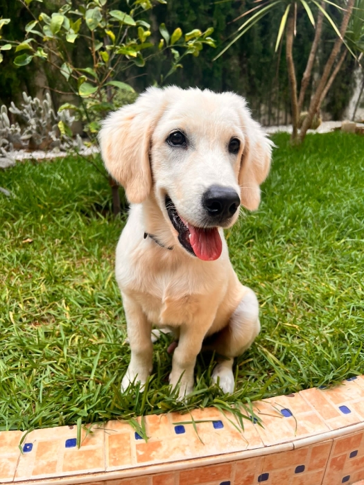 Chien golden retriever