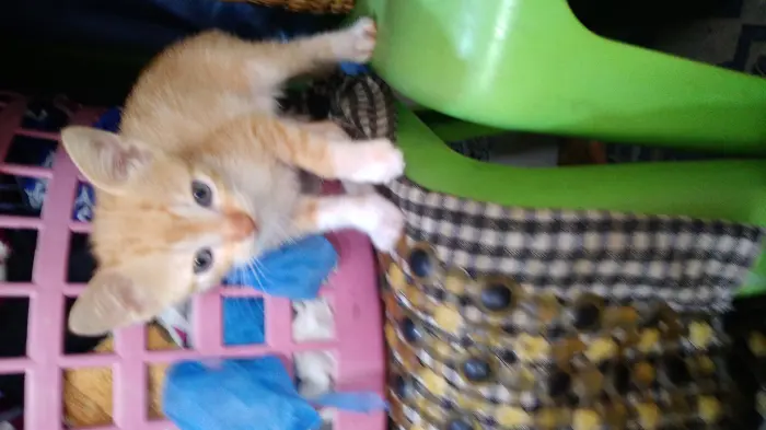 Chat jaune à vendre