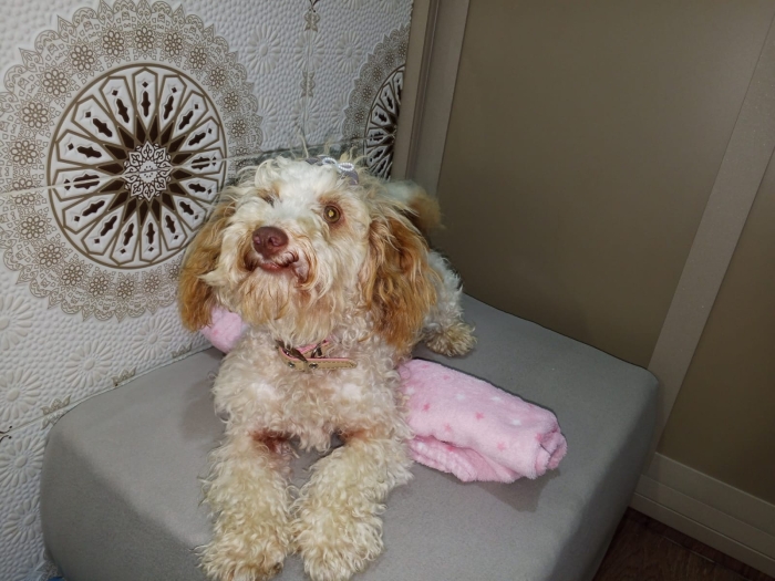 Chien Cavapoo adulte – 2 ans – Affectueux et sociable