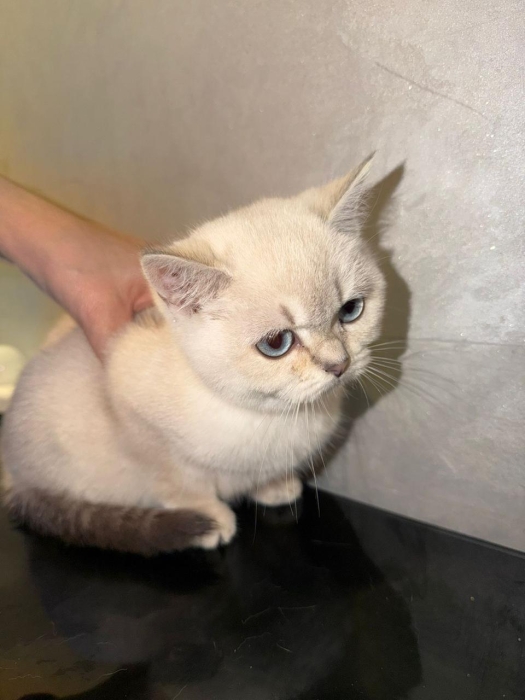 British shorthair