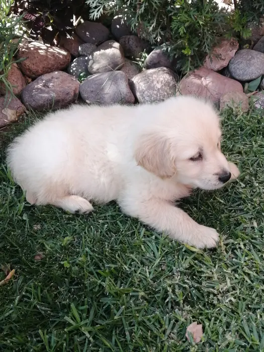 Chiot mâle golden retriever