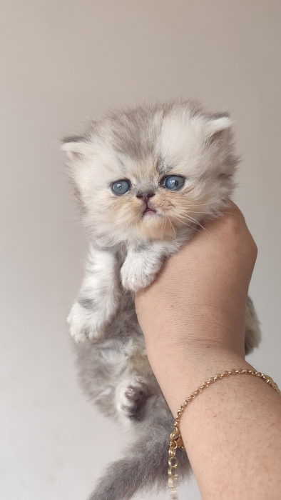 Chaton femelle 1 mois et demi