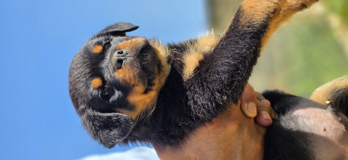 Rottweilers PEDIGREE