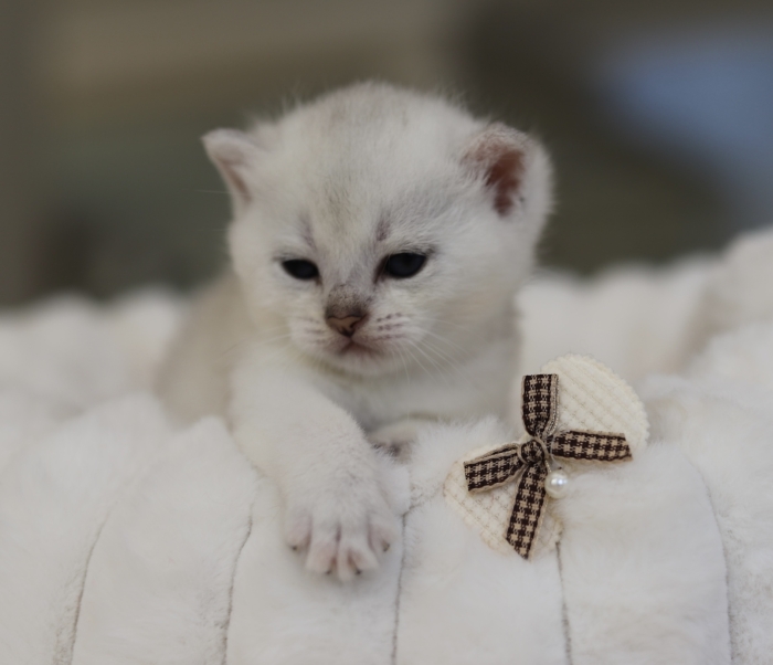 Chatons scottish straight femelle Silver Shell avec pedigree