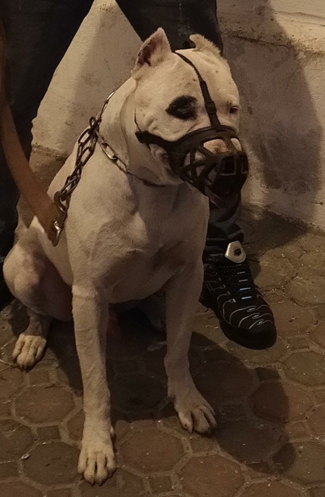 Staff x dog argentin