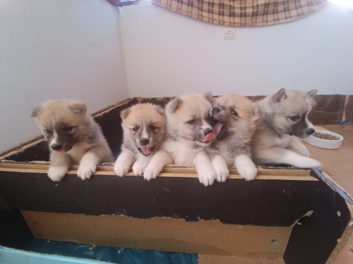 Disp chiot akita inu pur rac