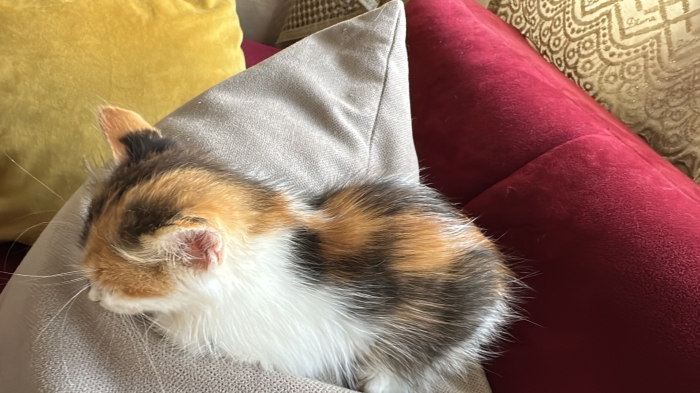 Chat un mois en adoption