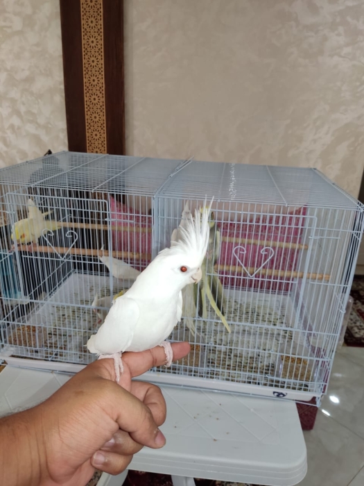 Des oiseaux bien dressé à Casablanca