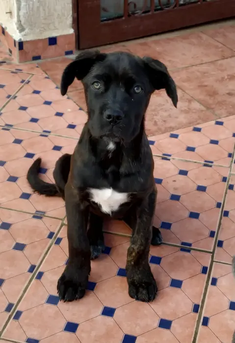 Top chiot cane corso